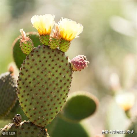 種仙人掌好處